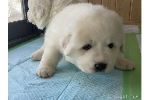 成約済の千葉県のグレートピレニーズ-360561の23枚目